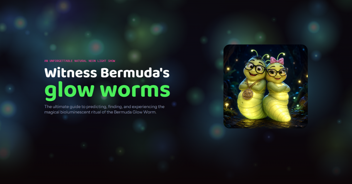 Bermuda Glow Worms 2026: Next Swarm Schedule & Times